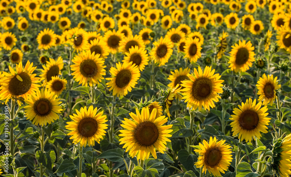 Sunflower field, Trakya / Turkey. Nature agriculture view. Sunflower field, Trakya / Turkey. Nature agriculture view.