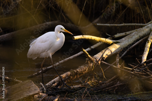 Silberreiher, Great Egret an einem Bach im Winter auf der Jagd
