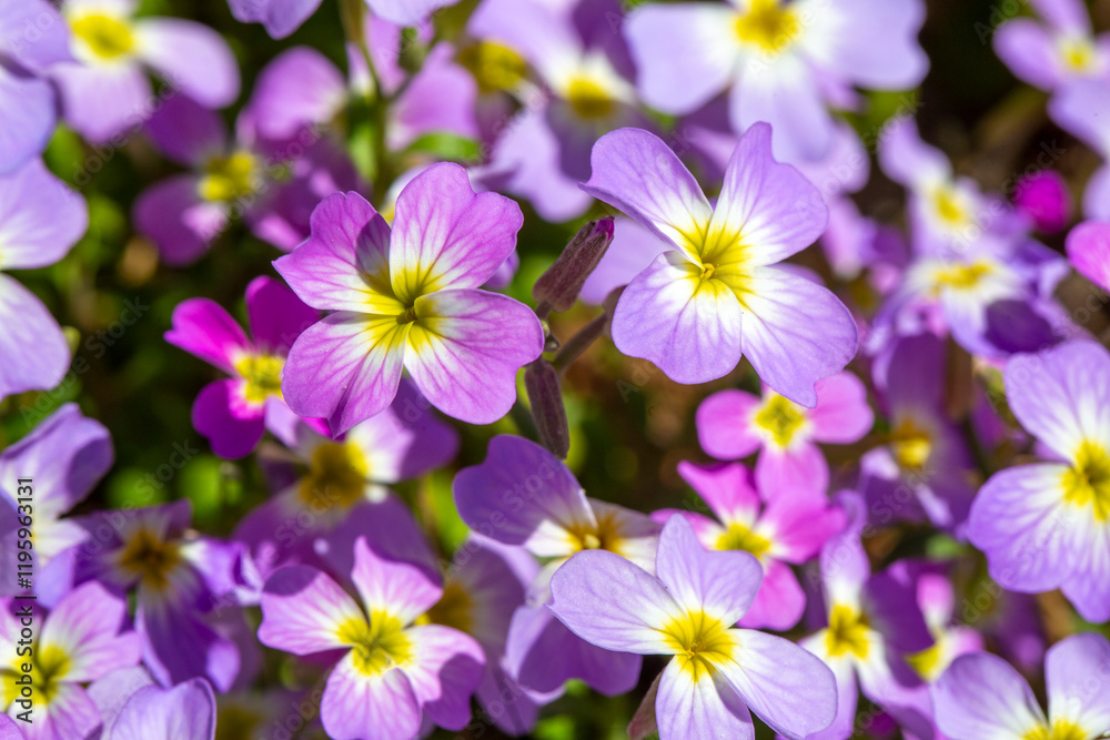 Aubrieta deltoidea or Virginia stock, Malcolmia maritima, is from the Brassicaceae family. Aubrieta deltoidea or Virginia stock, Malcolmia maritima, is from the Brassicaceae family.
