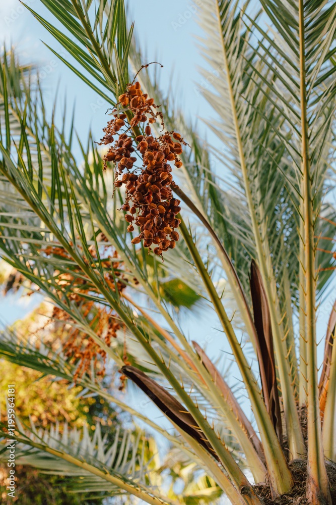 Palm fruits against a blue sky, palm leaves and dates Palm fruits against a blue sky, palm leaves and dates