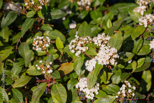 Viburnum tinus, laurustinus, laurustine or laurestine is a species of flowering plant in the family Adoxaceae, native to the Mediterranean region of Europe and North Africa. photo