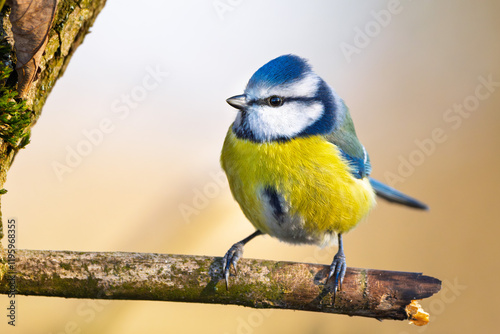 Obraz na płótnie Blaumeise (blue tit) im Herbst, Winter auf einem Ast / Vogel w salonie