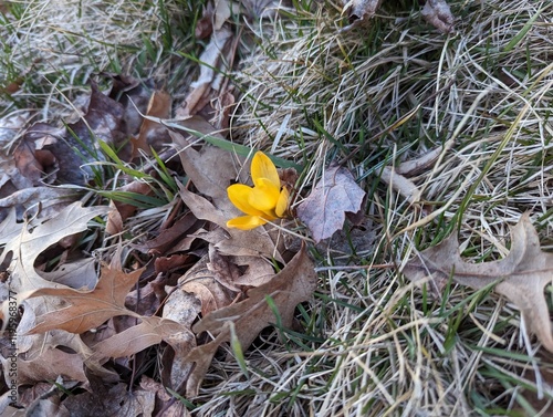 This bold yellow crocus is one of the first flowers to come up after a cold winter in the Midwest. photo