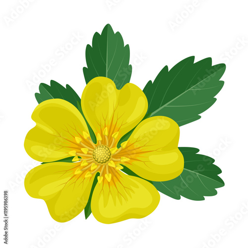 Illustration of Potentilla aurea, commonly known as Golden Cinquefoil, isolated on white background.