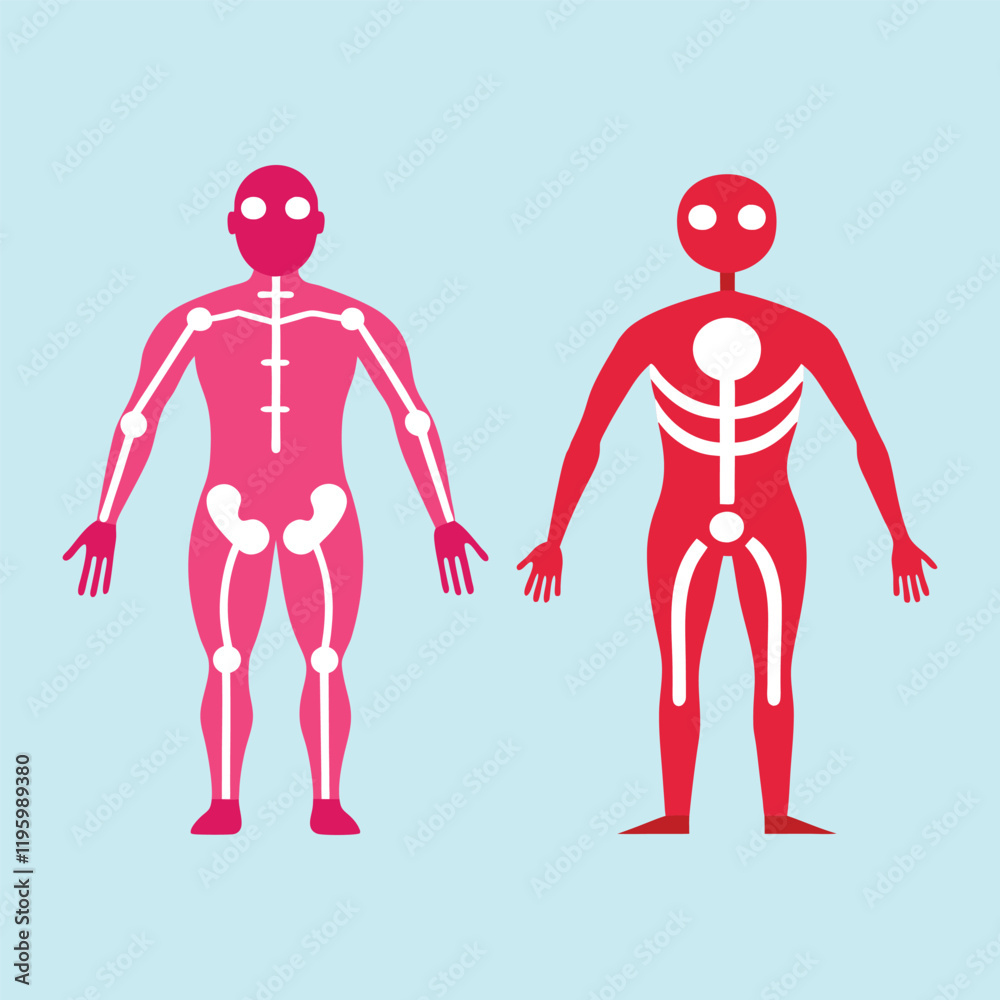 Anatomy diagram design vector illustration Anatomy diagram design vector illustration