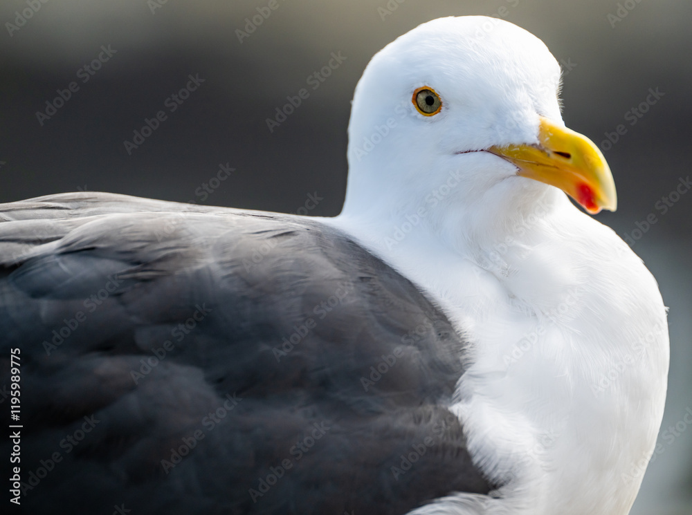 Snowy Feathers Of Sea Gull With Bright Yellow Beak Snowy Feathers Of Sea Gull With Bright Yellow Beak