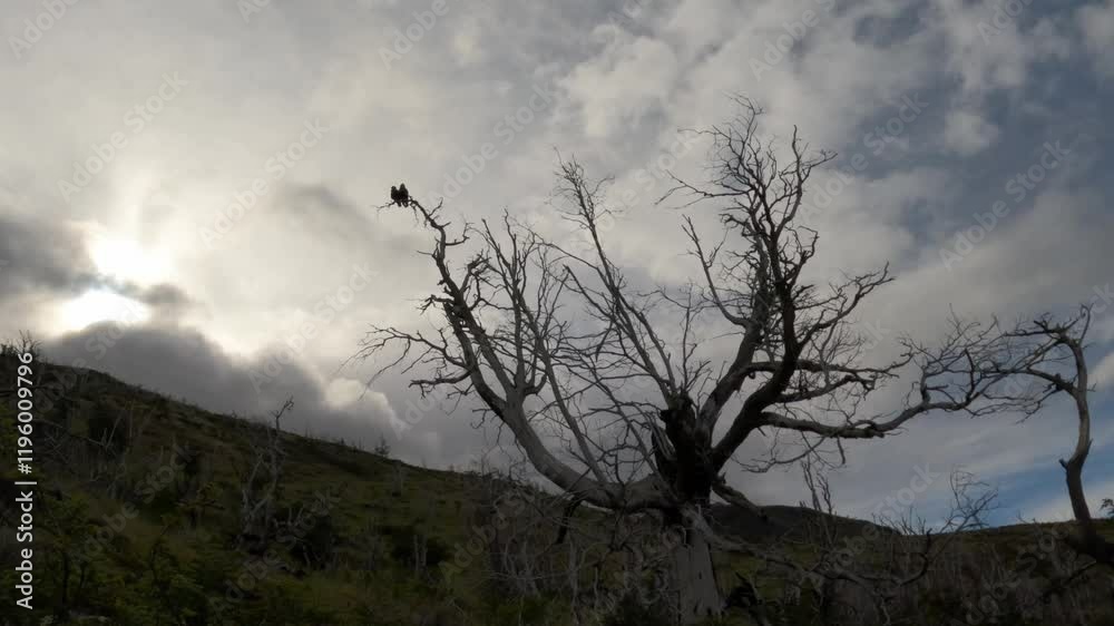 Lovebirds perched on a spooky tree Lovebirds perched on a spooky tree