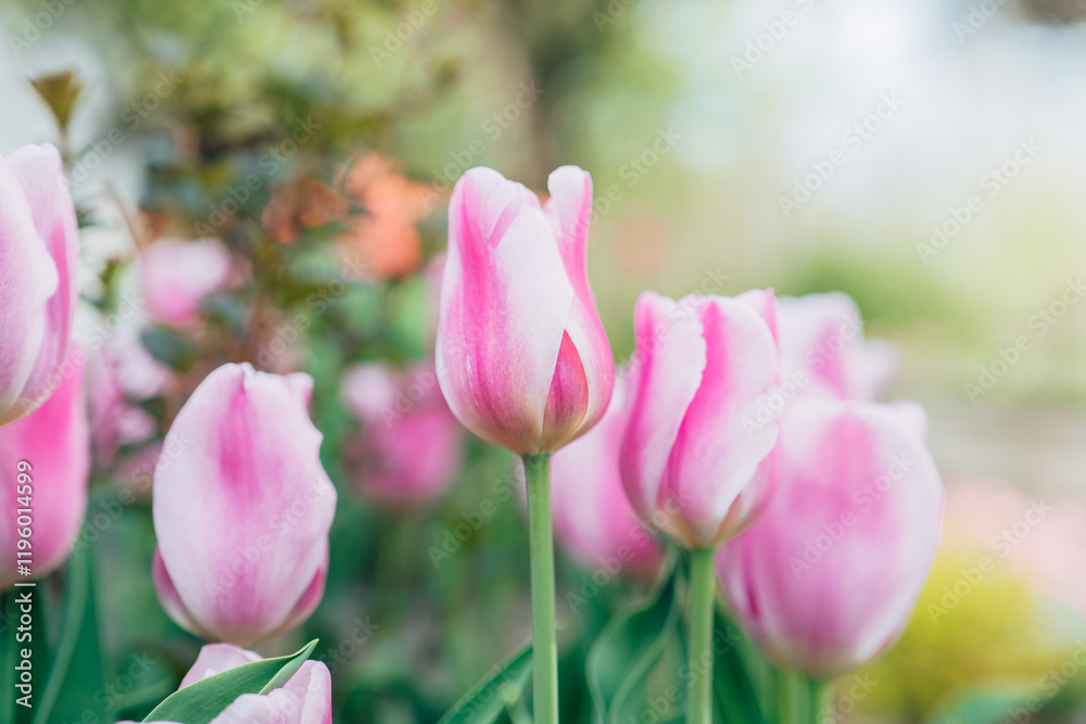striped tulips. Variegated tulips variety. tulips in delicate lilac and pink tones.Floral spring wallpaper striped tulips. Variegated tulips variety. tulips in delicate lilac and pink tones.Floral spring wallpaper