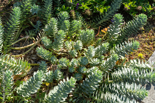 Top view of vibrant Myrtle Spurge in a garden, showcasing its spiral foliage.