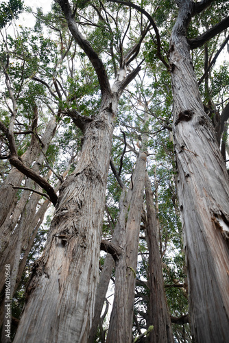 messmate eucalyptus trees in a forest against a bright sky photo