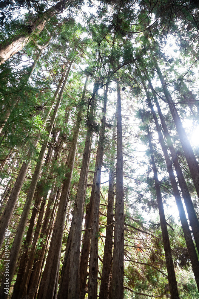 looking up at tall thin pine trees in a forest against a bright sky