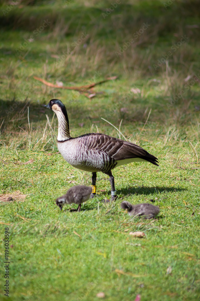 Nene Bird with Two Hatchling Babies in Field Nene Bird with Two Hatchling Babies in Field