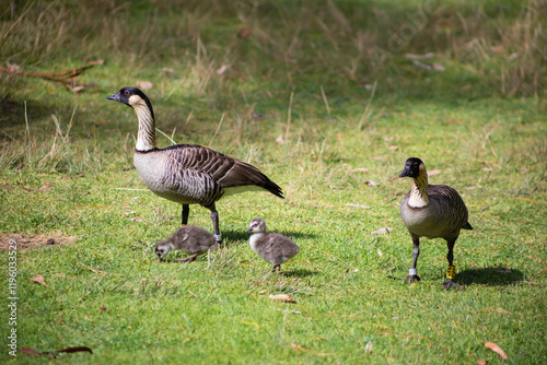 Two Nene Birds with Two Hatchling Babies in Field