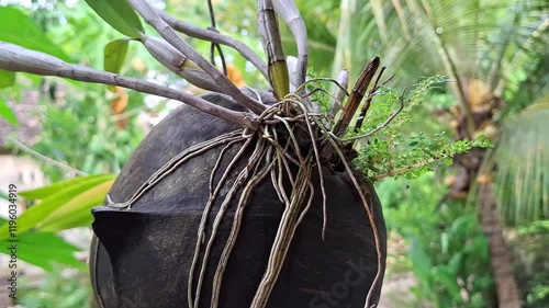 A hanging traditional pot crafted from coconut waste, combining natural aesthetics with eco-friendly design photo