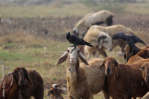 Carrion crow on the shepherd head photo