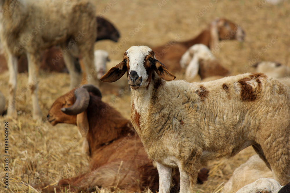 goats on road beside farm land goats on road beside farm land