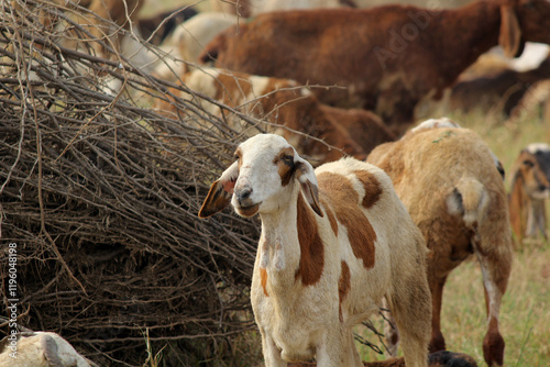 goats on road beside farm land photo