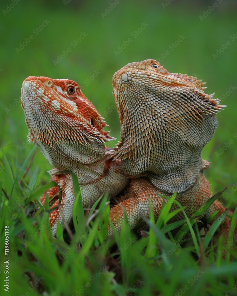 Obraz premium bearded dragon lizard