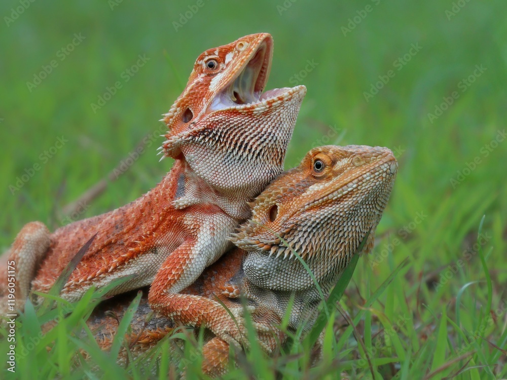 Obraz premium bearded dragon lizard