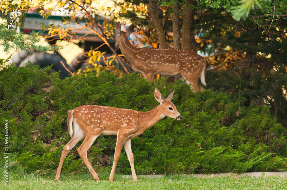Young spotted fawn walking through a garden in the countryside Young spotted fawn walking through a garden in the countryside