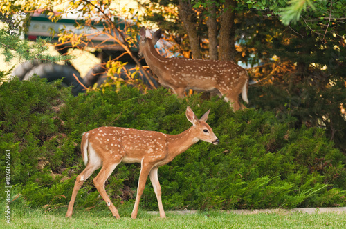 Young spotted fawn walking through a garden in the countryside photo