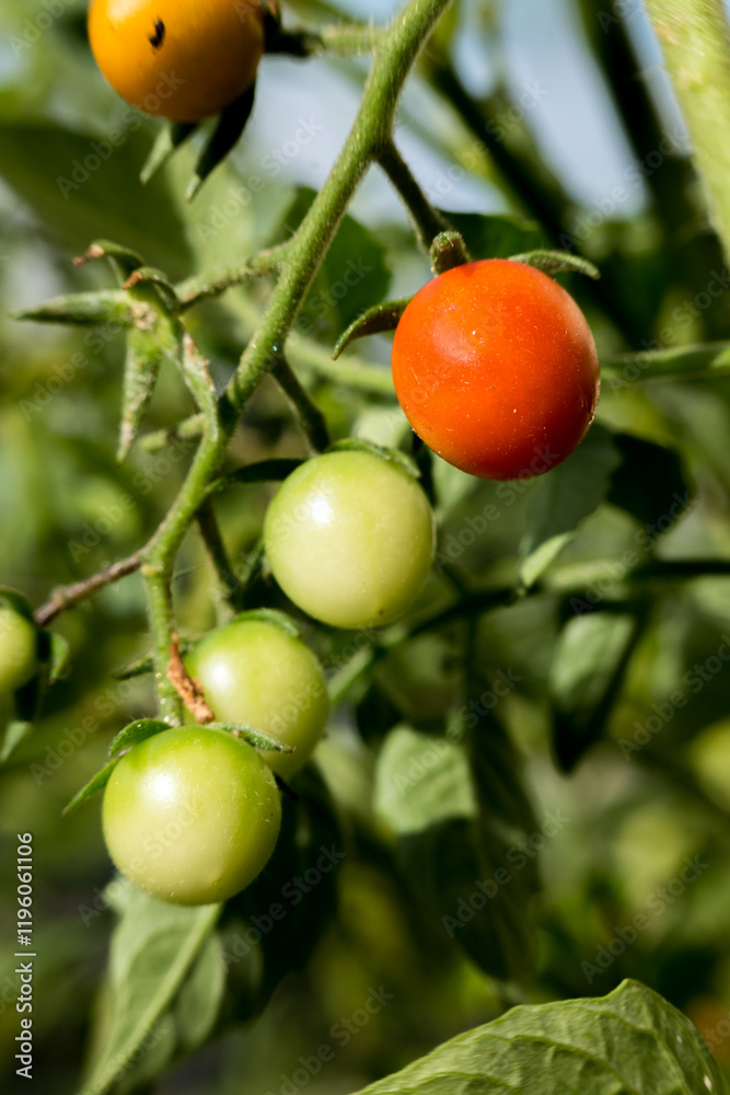 Ripe red cherry tomato on vine with green unripe tomatoes. Close-up, fresh, organic. Ripe red cherry tomato on vine with green unripe tomatoes. Close-up, fresh, organic.