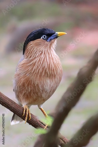 potrait The Brahmin starling (Sturnia pagodarum) is a member of the starling family. Usually seen in pairs or small flocks in open habitats on the plains of the Indian subcontinent. 15 January 2025  photo