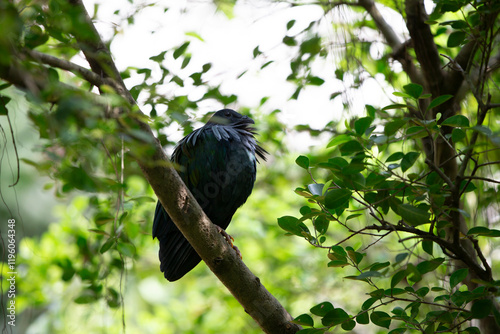 closeup of a black bird on a branch