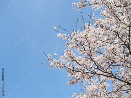 青空をバックに咲き誇る日本の桜