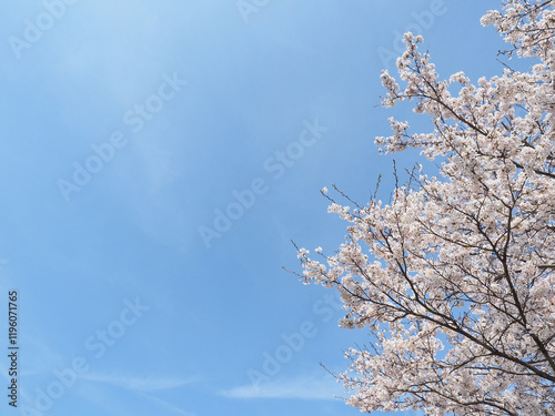 青空をバックに咲き誇る日本の桜