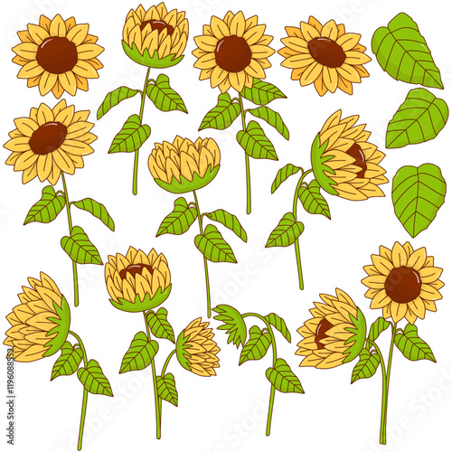 set of sunflowers