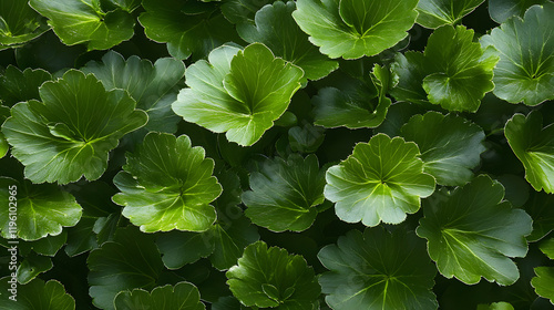 A lush, green foliage featuring rounded leaves, creating a vibrant and dense pattern, perfect for nature themes and botanical studies photo