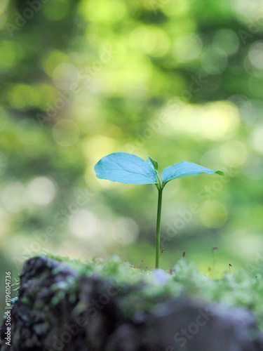 爽やかなグリーンバックに真っすぐ伸びる新芽の写真
