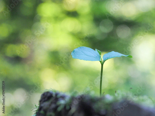 爽やかなグリーンバックに真っすぐ伸びる新芽の写真