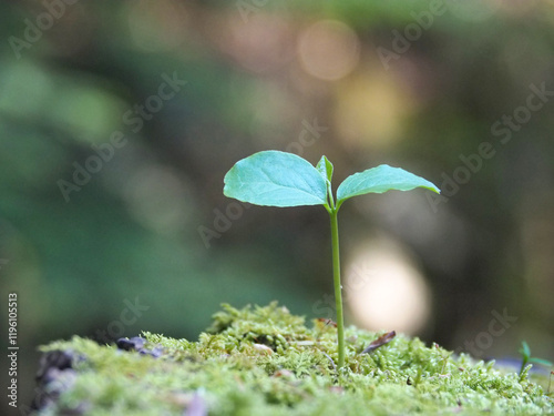爽やかなグリーンバックに真っすぐ伸びる新芽の写真