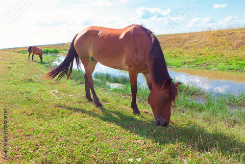 Brown horses grazing on a grassy field near a small water stream under a cloudy sky. Foreground horse is closer and more prominent, while background horse is further away, adding depth to the scene