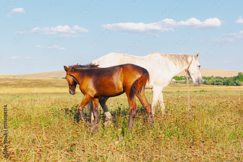 Φωτογραφία Two horses standing in a field of dry grass under a blue sky with scattered clouds