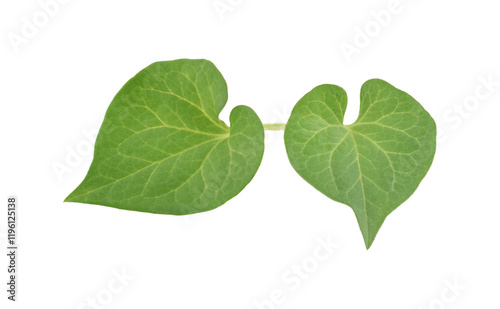 saururaceae transparent png photo