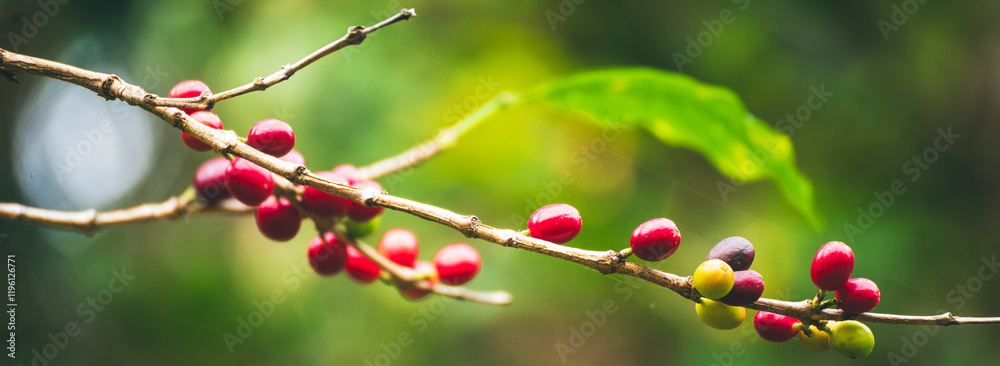 Banner coffee bean berry plant fresh seed. panoramic Ripe Red coffee tree growth green eco organic farm. Banner red ripe seed robusta arabica berries harvest coffee garden. Coffee bean tree copy space Banner coffee bean berry plant fresh seed. panoramic Ripe Red coffee tree growth green eco organic farm. Banner red ripe seed robusta arabica berries harvest coffee garden. Coffee bean tree copy space