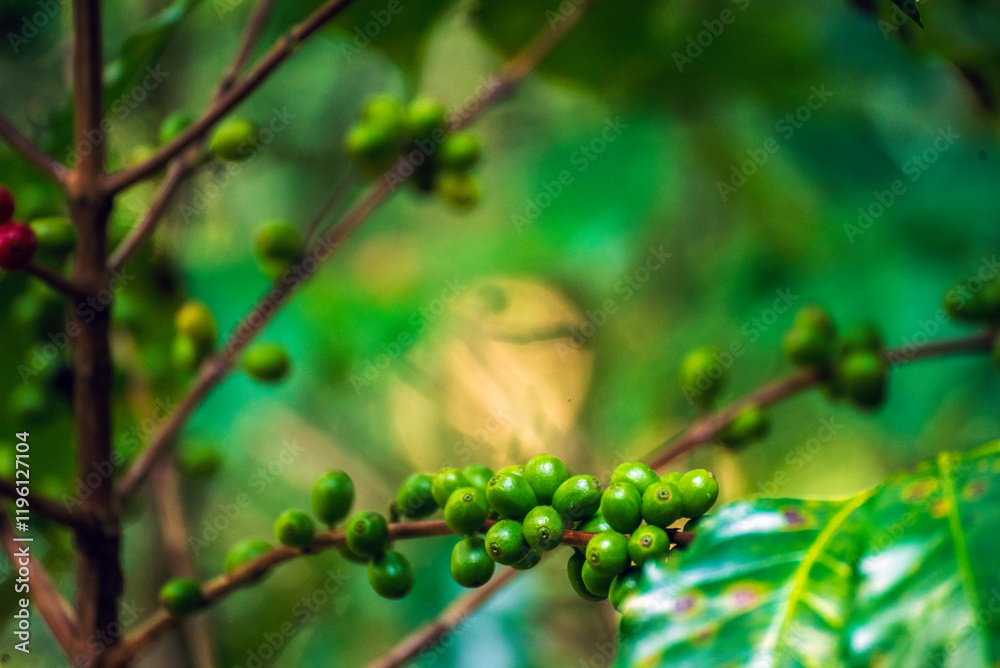 Green coffee bean berry plant fresh raw seed coffee tree growth in eco organic farm. Close up Green seed berries harvest arabica coffee garden. Fresh coffee bean green leaf bush ecology berry plant Green coffee bean berry plant fresh raw seed coffee tree growth in eco organic farm. Close up Green seed berries harvest arabica coffee garden. Fresh coffee bean green leaf bush ecology berry plant
