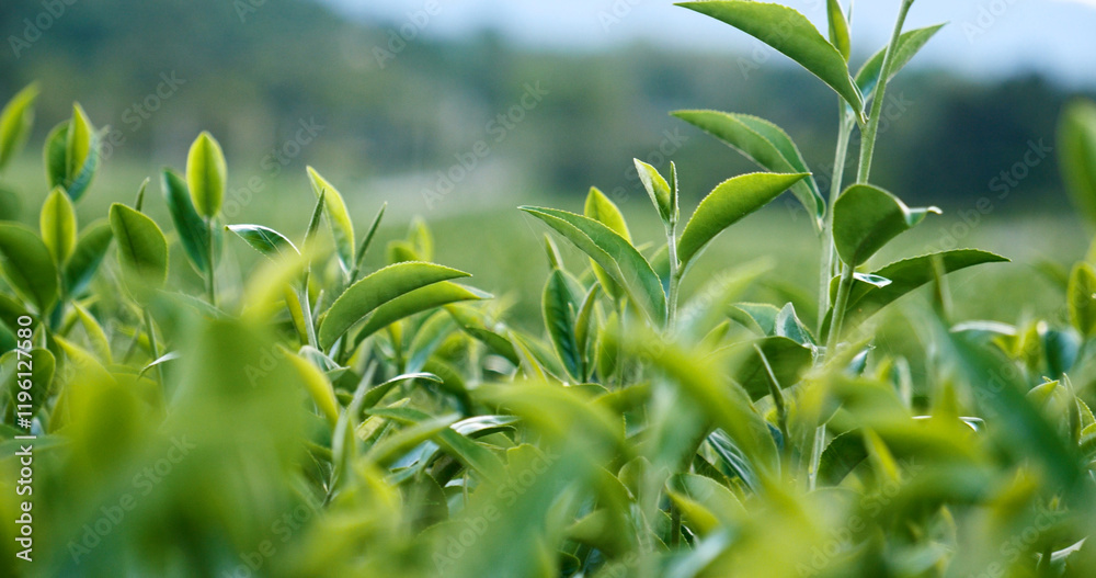 Obraz premium Green tea tree leaves field plant in camellia sinensis organic farm. Close up Tree tea plantations mountain green nature background in morning. Fresh young tender bud herbal Green tea tree in farm