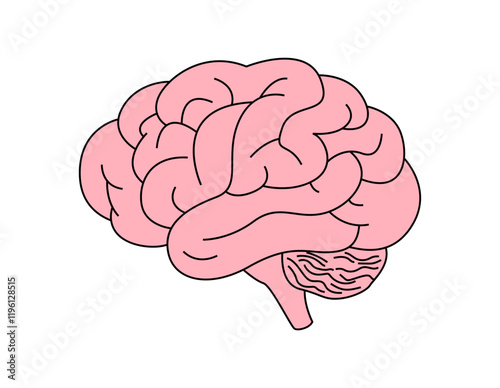 human brain illustration