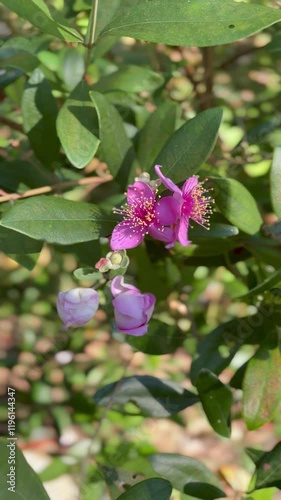 Wallpaper Mural Purple flowers bloom in the sunlight Torontodigital.ca