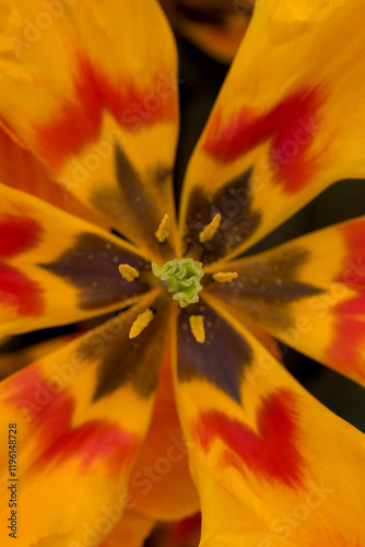 Close up view of red and yellow tulip flower