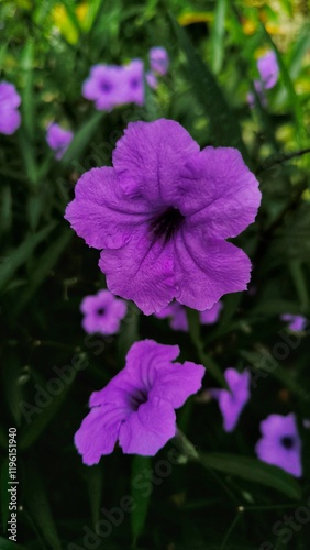 Closeup vibrant purple Ruellia simplex flowers in green foliage creating a lush serene scenery
