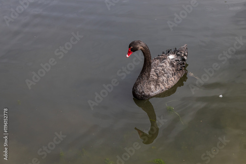 Fototapeta Naklejka Na Ścianę i Meble -  Black swan swimming on a lake
