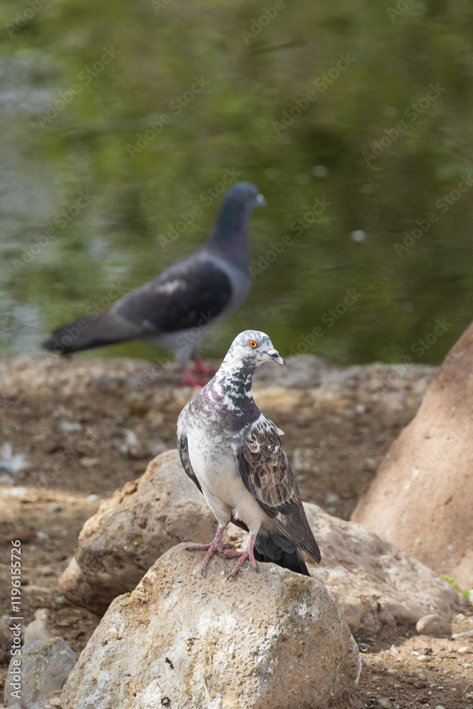 Obraz premium Pigeons resting on a rock 