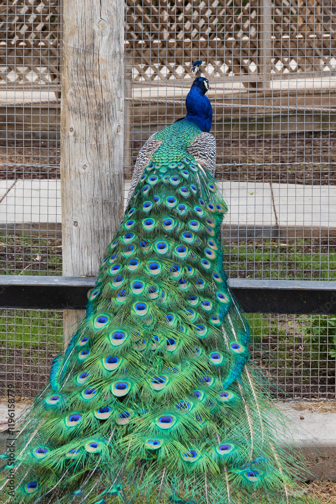 Obraz premium Peacock, male peafowl at the zoo