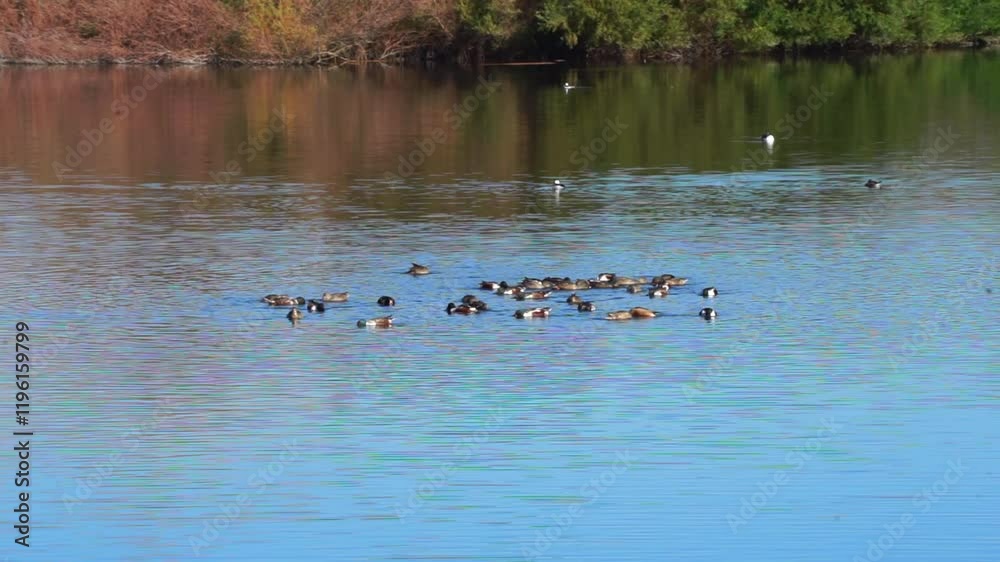 Family of ducks' circle mood for the food on that pond Family of ducks' circle mood for the food on that pond