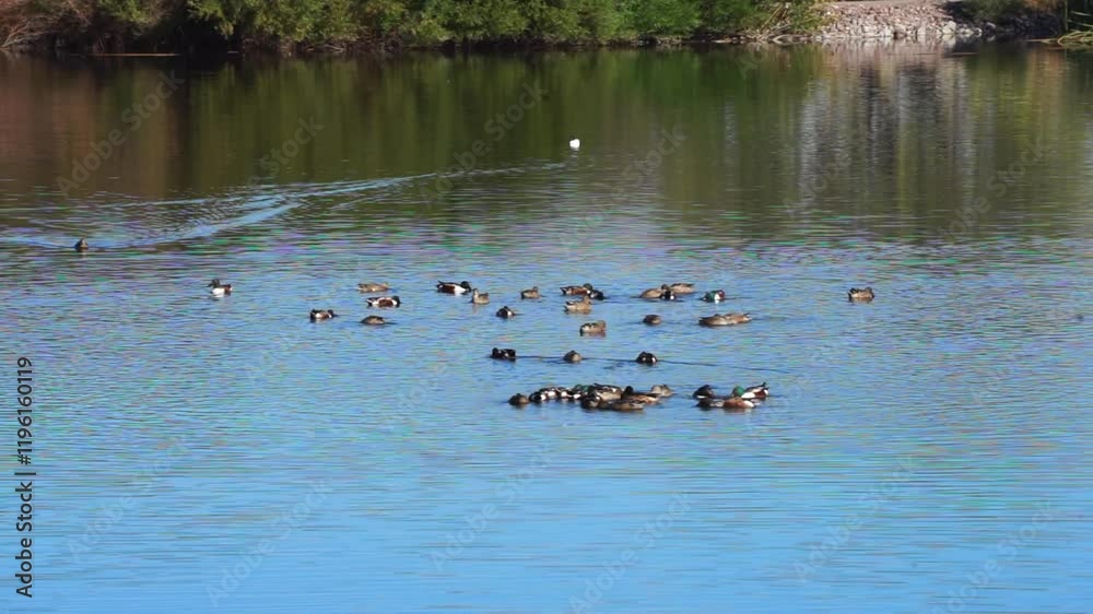 Ducks on the water in feeding mode Ducks on the water in feeding mode